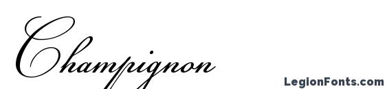 Champignon Font, Calligraphy Fonts